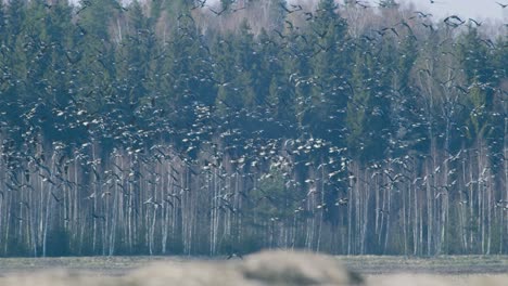 a huge flock of geese in flight during spring migration over wetlands