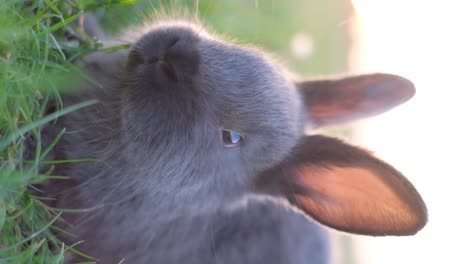 close-up of a cute grey rabbit eating grass