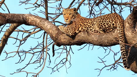 impresionante foto de una leopardo hembra descansando en la rama de un árbol al atardecer