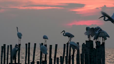 The-Great-Egret,-also-known-as-the-Common-Egret-or-the-Large-Egret