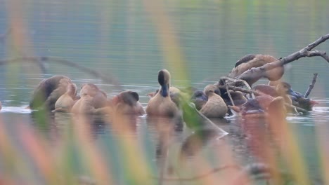 whistling duck chicks in pond .