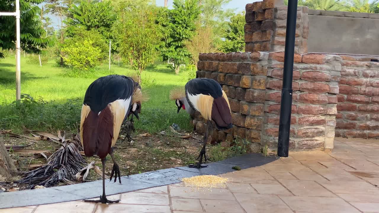 회색 크라운 크레인 조류의 그룹