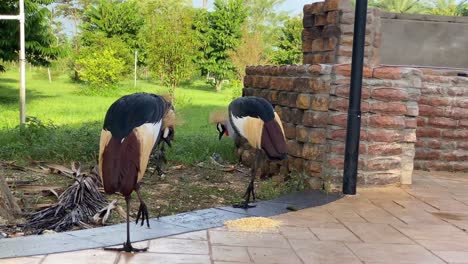 grupo de pájaros grises de la grulla de la corona