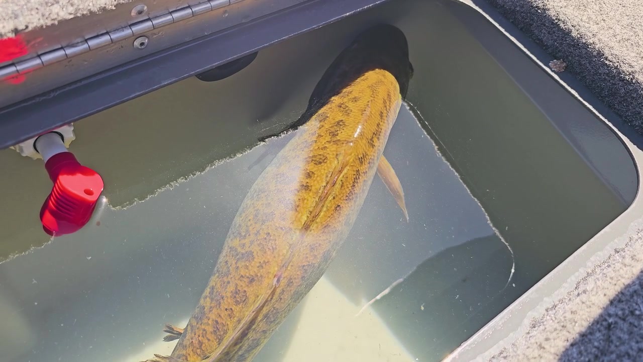 Primo piano di un boccalone in una vasca per il vivo di una barca, con superficie dell'acqua scintillante, tappeto del ponte testurizzato e gestione responsabile della cattura nella pesca d'acqua dolce
