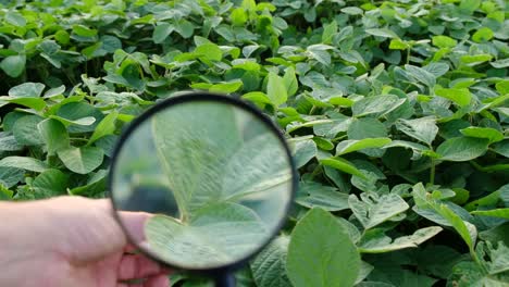 agribusiness checking the growth of soybeans agribusiness checking the growth of soybeans closeup video of soybeans green soybean field the concept is to grow environmentally friendly products