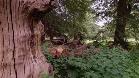 spent some time down a stately home and the grounds