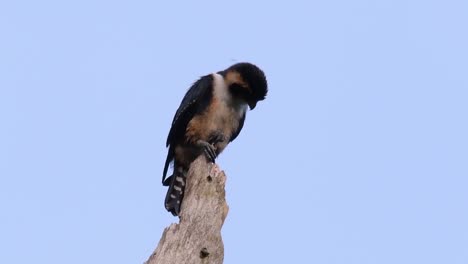 el falconet de muslo negro es una de las aves rapaces más pequeñas que se encuentran en los bosques de algunos países de asia