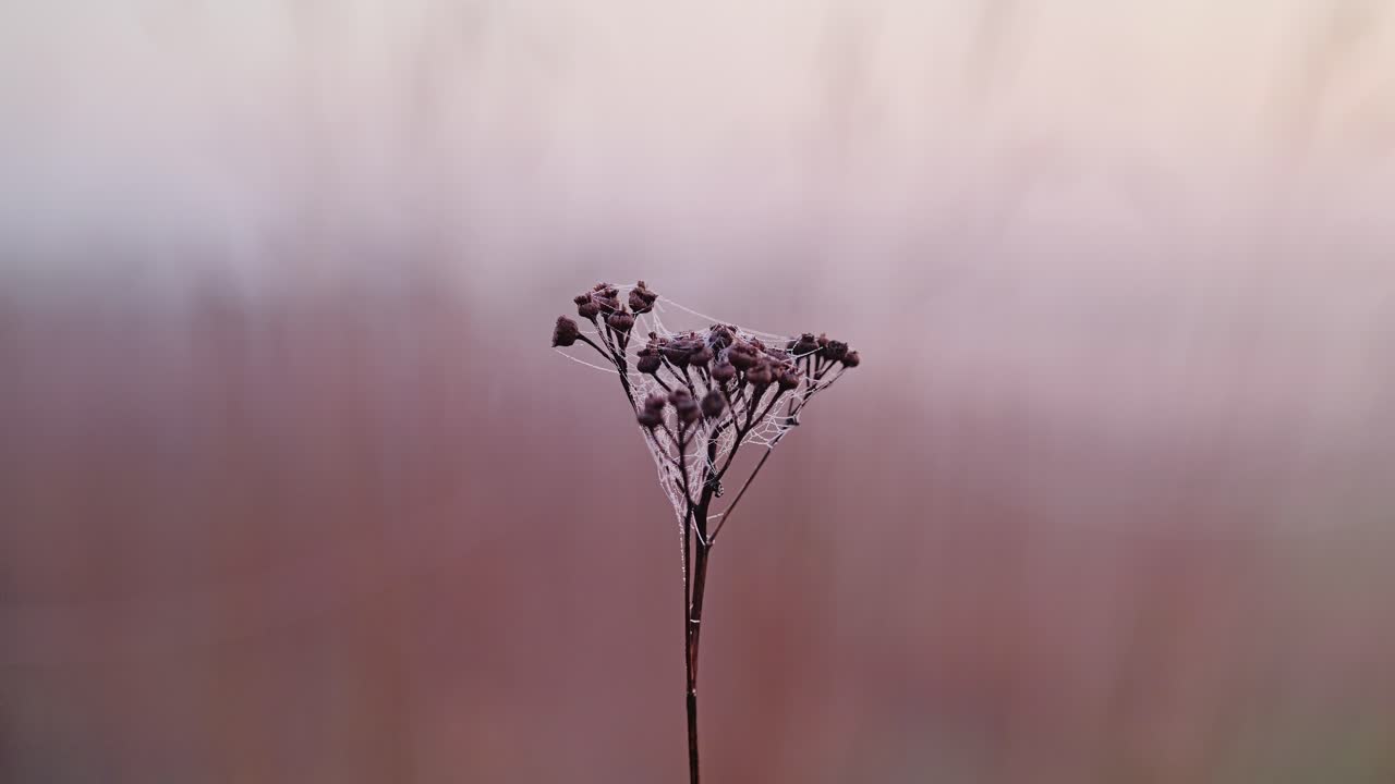 Spiderweb wraps dried flower at sunrise, misty spring air – rural Latvia morning