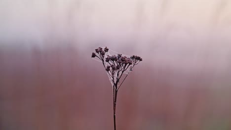 spiderweb wraps dried flower at sunrise, misty spring air – rural latvia morning