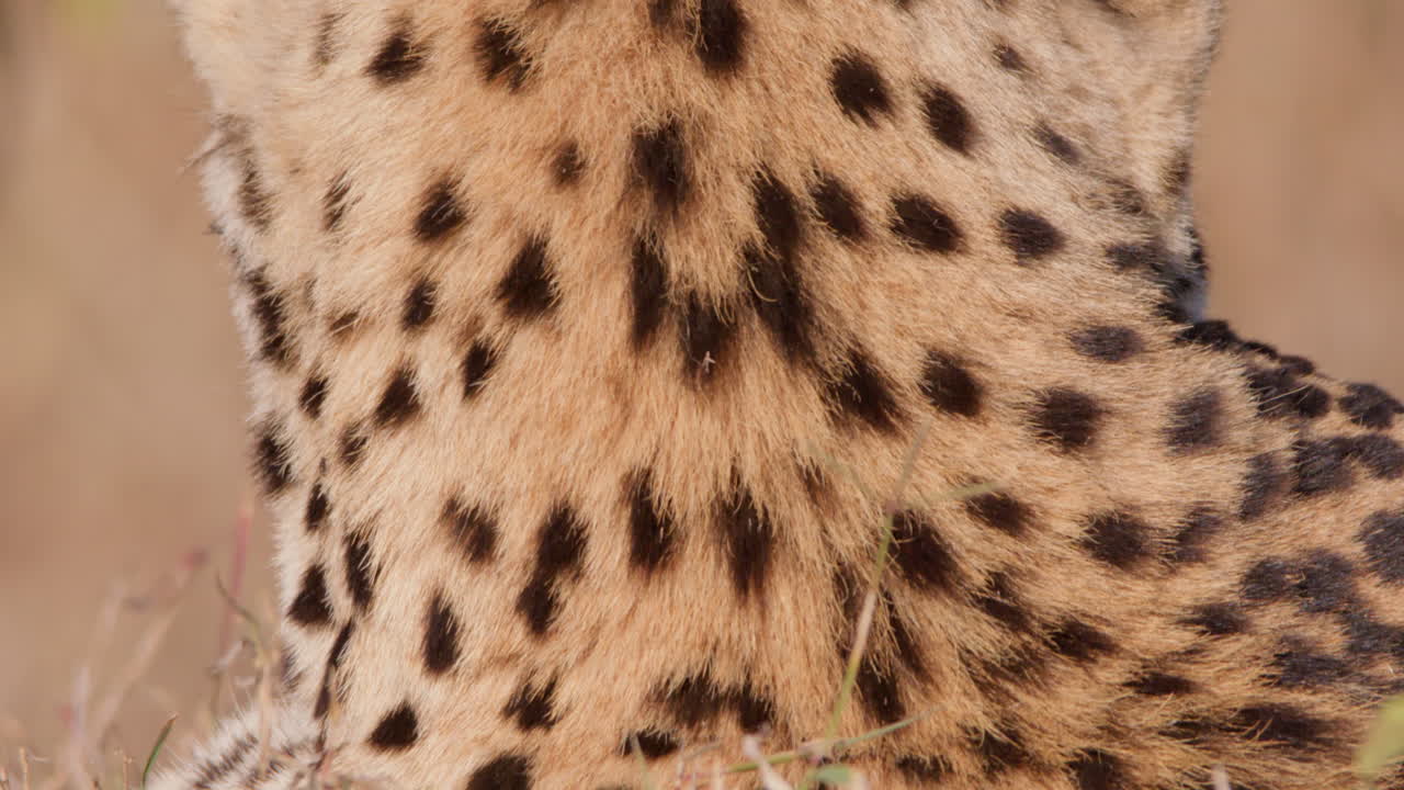 Close up tilt shot of cheetah's furred nape