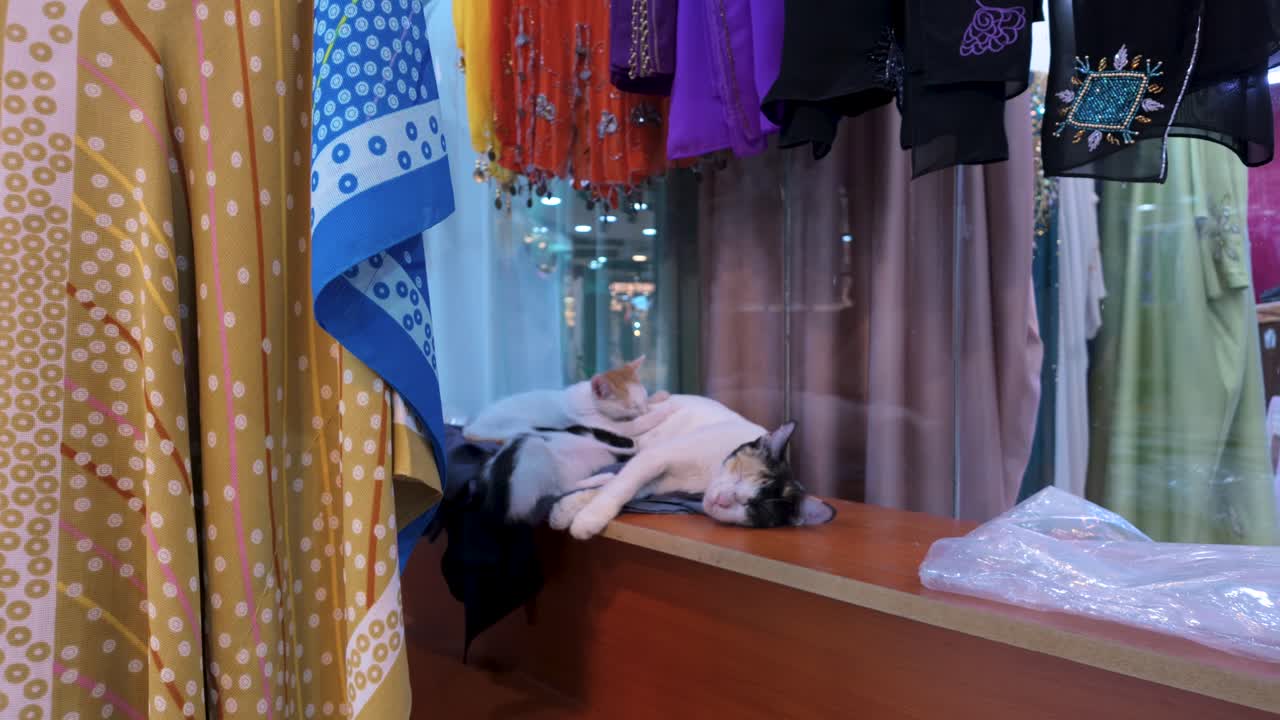 Stray mother cat nursing kittens in a public market shop in the Muttrah Souq, Muscat, Oman