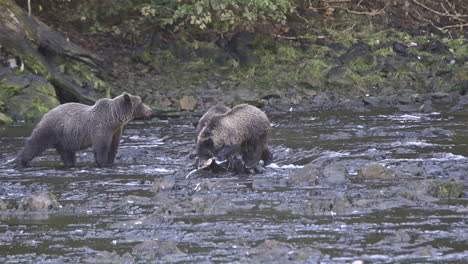 alaskan bear and cub catch salmon in a river in alaska 1