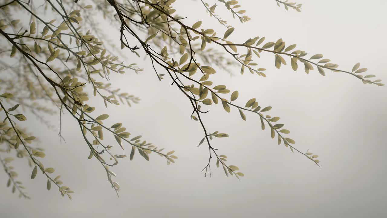 De fines branches se balançant, portant de petites feuilles, se courbant et tournant sous une légère brise, caméra orientée vers le haut.