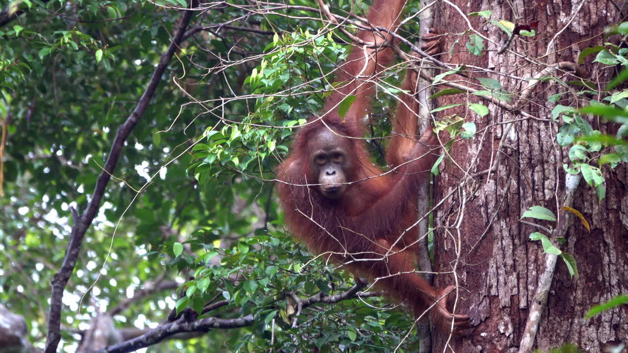 Orangutan aşağıyı izliyor ve ağacın tepesine daha yükseğe tırmanıyor