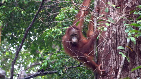 el orangután mira abajo y se sube más alto a la copa del árbol.