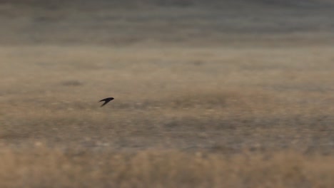 Eine-Einsame-Schwalbe,-Die-An-Einem-Sonnigen-Nachmittag-Tief-über-Eine-Trockenwiese-Fliegt