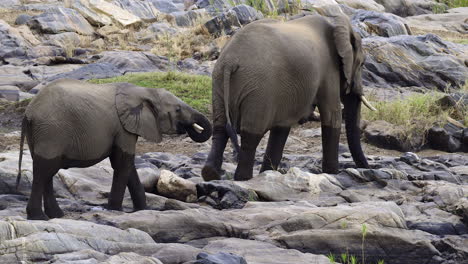 african elephant   walking on rocks near river