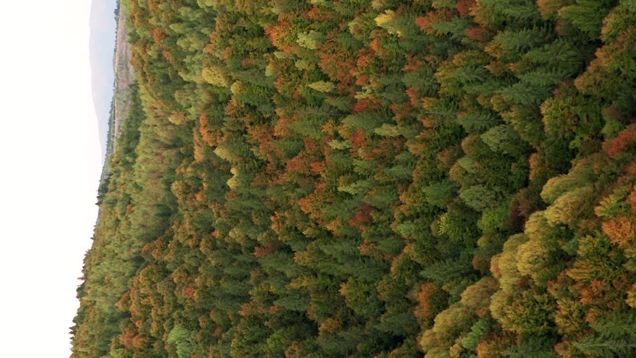 Aerial push in over dense forest in beautiful autumn color