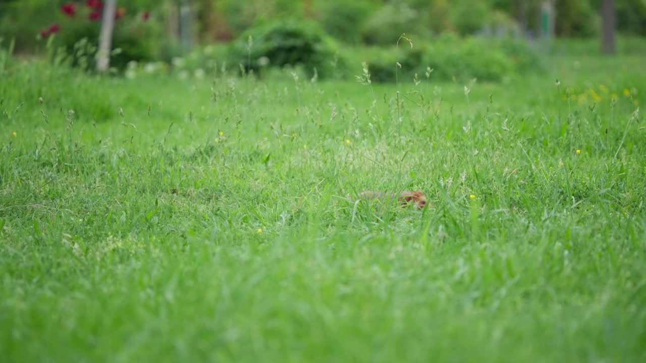 Ein Hamster, der teilweise im Gras versteckt ist, bewegt sich langsam von der Mitte nach rechts