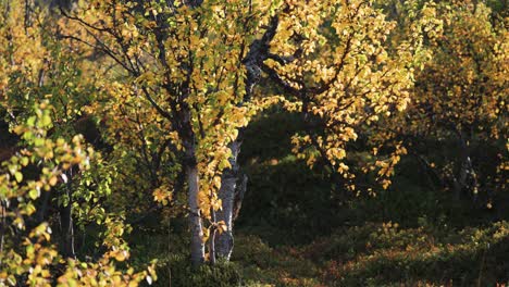 Abedules-Cubiertos-De-Hojas-De-Otoño-De-Color-Amarillo-Brillante-E-Iluminados-Por-El-Sol-De-La-Mañana-En-El-Vídeo-De-Paralaje