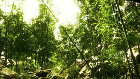 Green-bamboo-forest-in-Hawaii