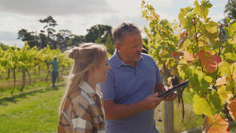 propietario masculino de viñedo con tableta digital y trabajadora chequeando las uvas en el campo en la cosecha