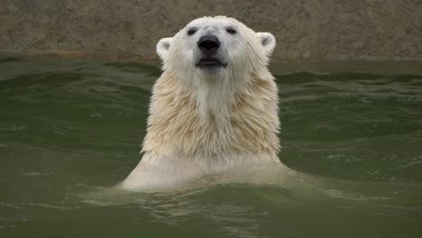 a wet polar bear dries his fur by shaking his head gracefully