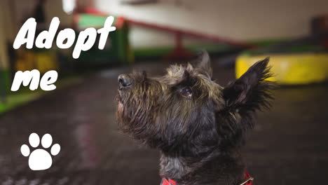 animación de adoptarme texto sobre el icono de la pata y el perro