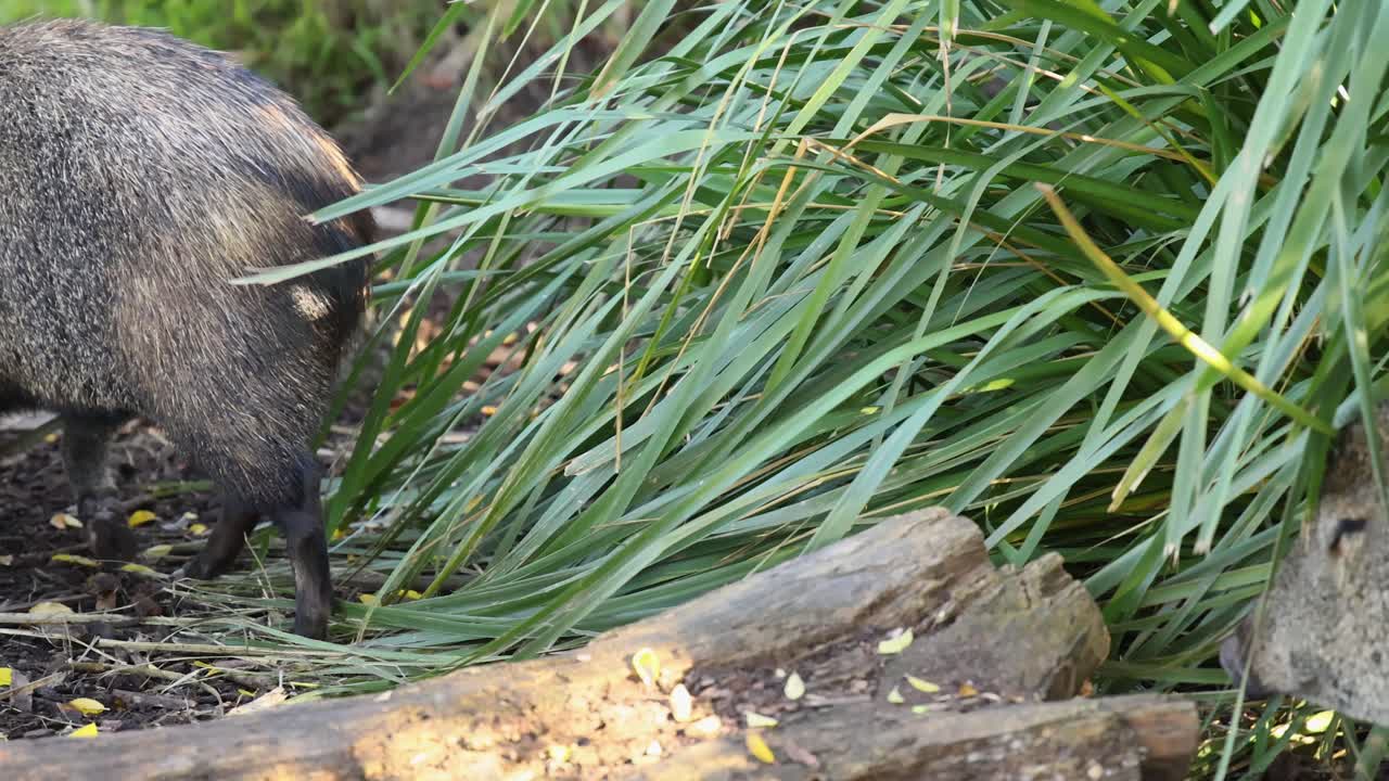 숲 속의 동물원 구역을 통과하는 페카리