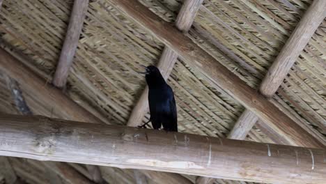 slow motion close up shot of a black boat tailed grackle bird perched on a wooden log looking around inside of a small wood structure in the florida everglades near miami