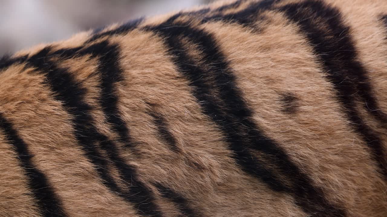 Close-up of Tiger Fur and Stripes