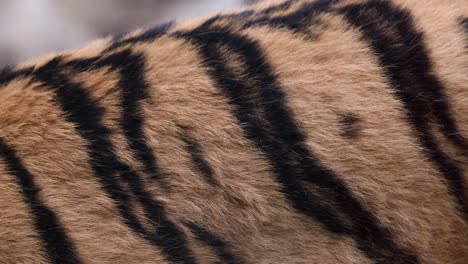 close-up of tiger fur and stripes