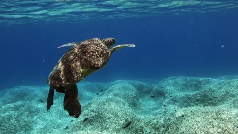 beautiful green sea turtle swimming over the coral reefs on a shallow water of blue ocean