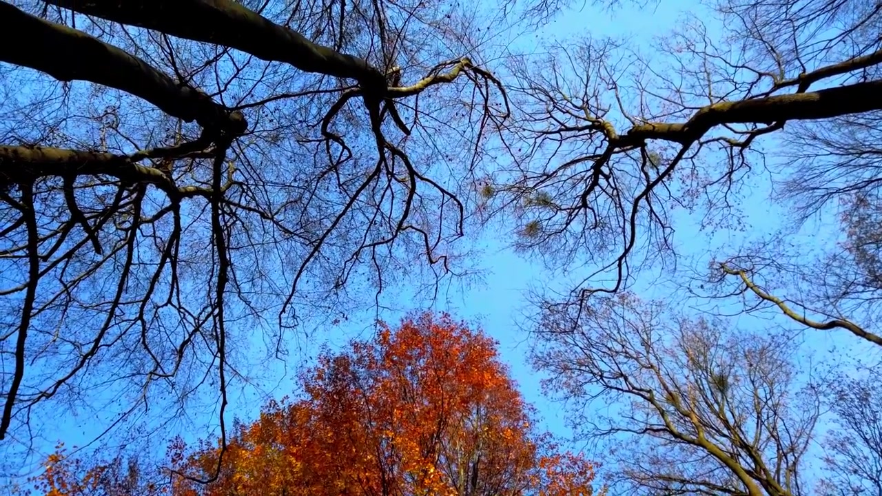 Alberi autunnali sullo sfondo del cielo
