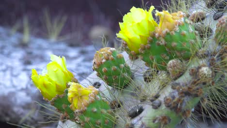 las plantas de cactus de pera espinosa crecen en las islas galápagos ecuador