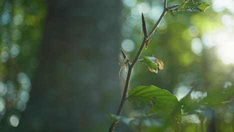 4K-slow-motion-macro-shot-of-a-spider-standing-on-a-branch,-against-the-sunlight,-in-the-middle-of-the-forest