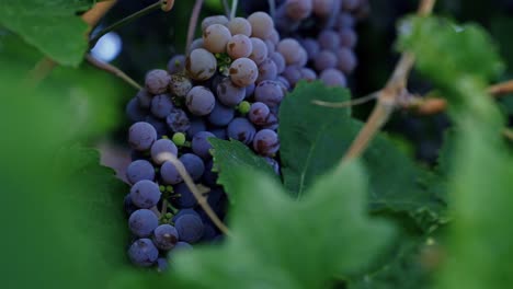 close up of a group of purple grapes growing on green vines on a summer day