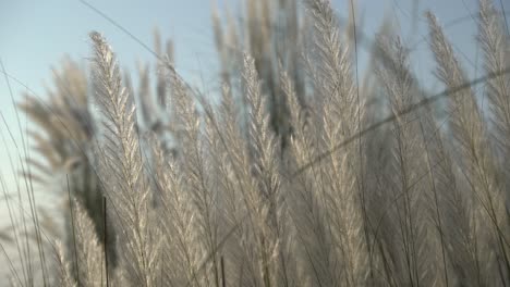 Kash-flowers-are-blooming-in-the-autumn-sky