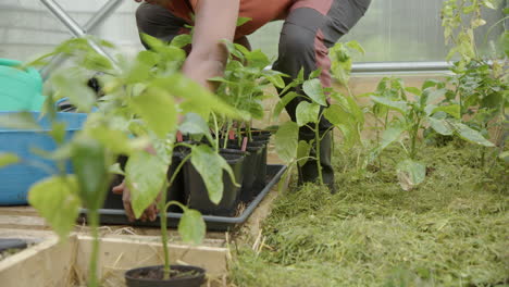 slider - an indian woman puts down a tray of young plants in a greenhouse