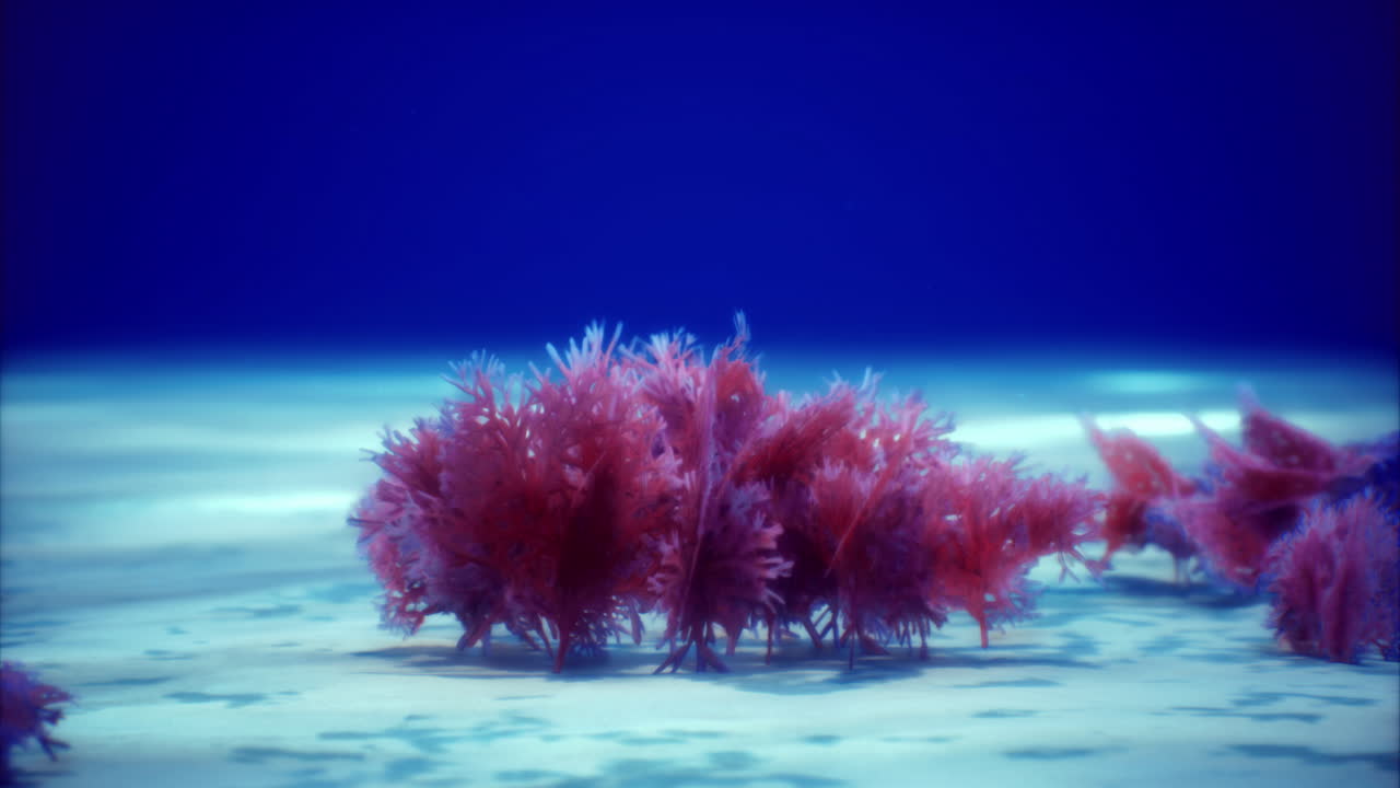 Vibrant underwater scene with colorful coral in a clear ocean environment