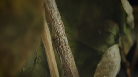 rain water drops sliding down plant