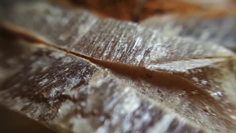 Fossilized-Belemnits-On-White.-Macro-Close-Up-Studio-Shot-3