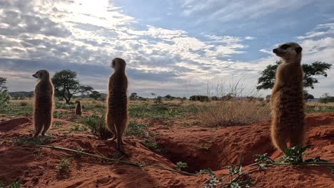 backlit gopro captures alert meerkats in the southern kalahari scanning their surroundings for any signs of danger