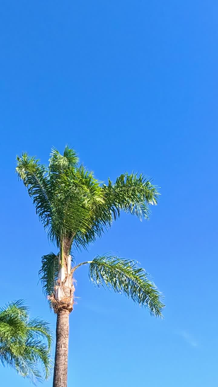 A magpie soars above palm trees in Broadbeach