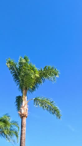 una urraca se eleva por encima de las palmeras en broadbeach