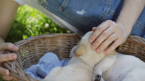 caucasian woman in glasses petting a labrador puppy sleeping in a basket in the park