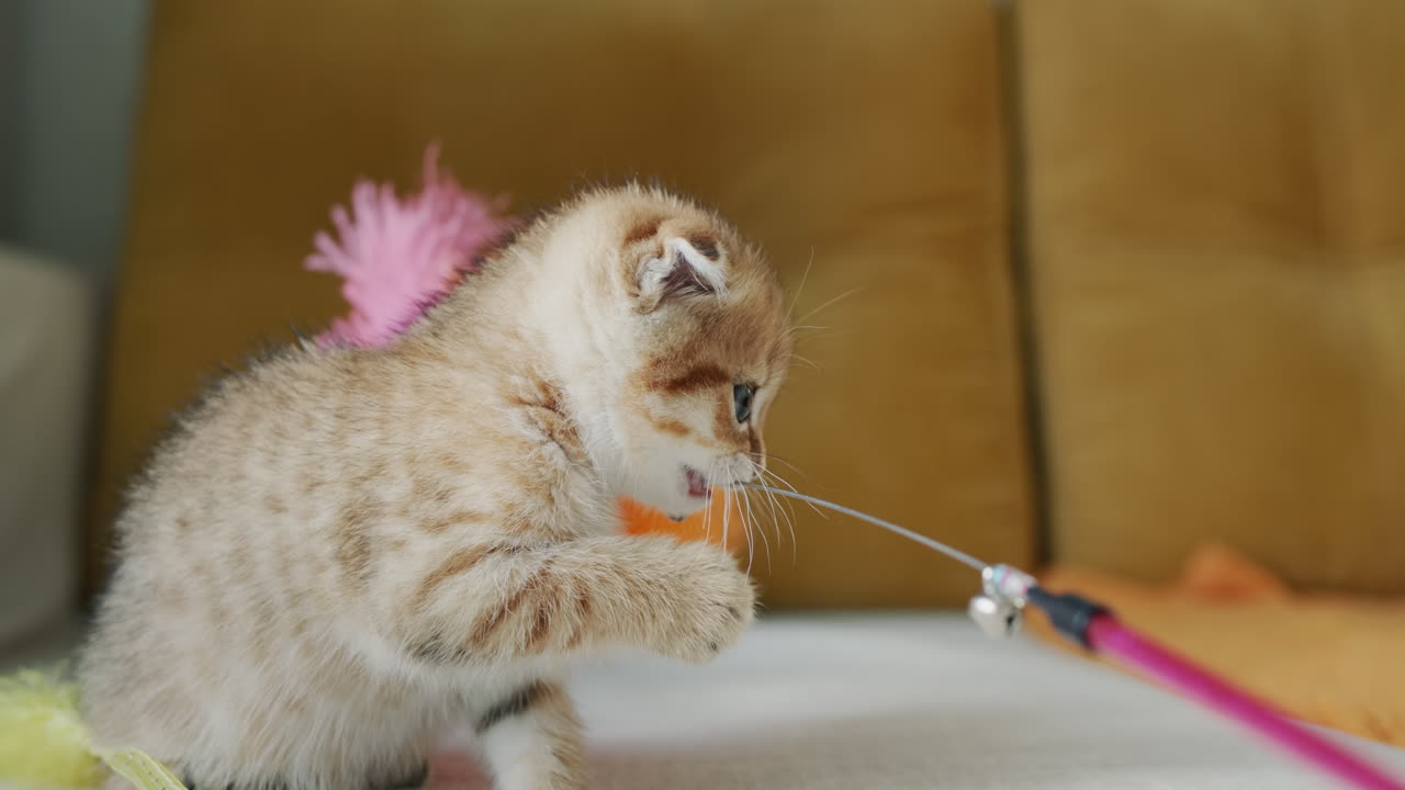 작은 홍조 새끼 고양이와 놀고 있는 남자