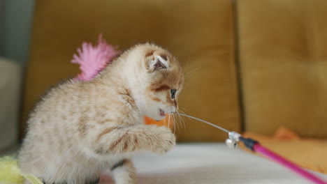 Man-playing-with-a-small-ginger-kitten
