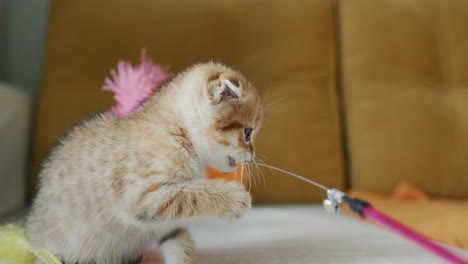 man playing with a small ginger kitten