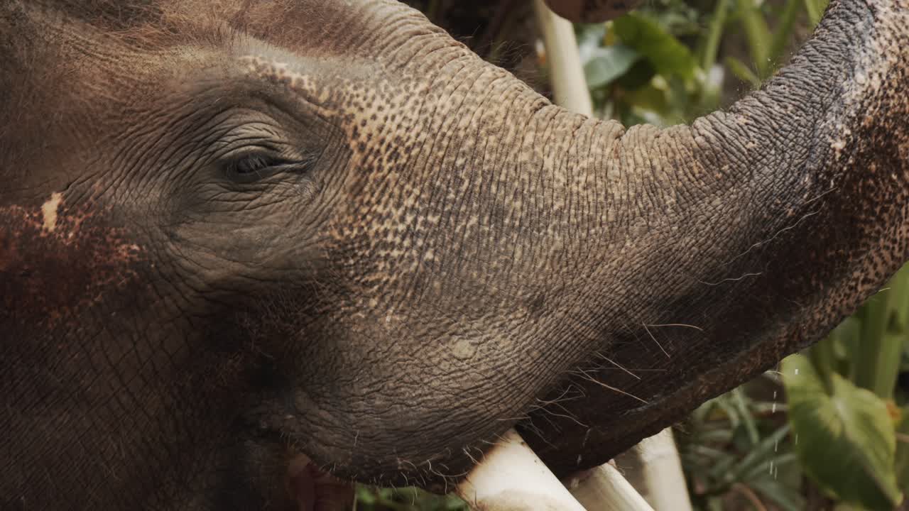 gran elefante asiático enfriando con agua del río o lago